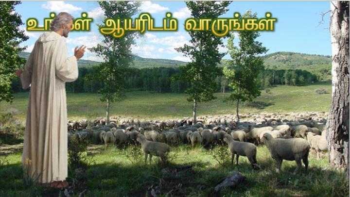 நல்ல ஆயன் நானே. நல்ல ஆயர் ஆடுகளுக்காகத் தம் உயிரைக் கொடுப்பார்