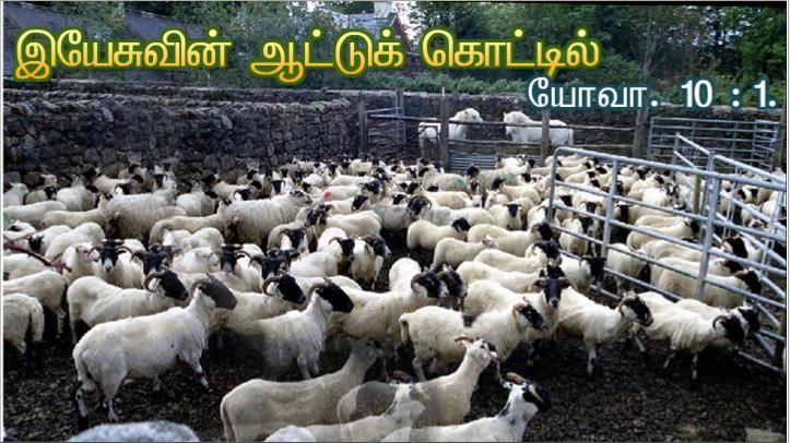 நல்ல ஆயன் நானே. நல்ல ஆயர் ஆடுகளுக்காகத் தம் உயிரைக் கொடுப்பார்