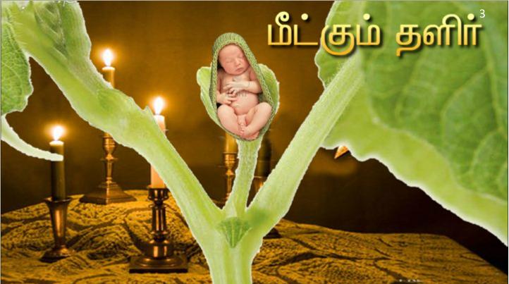 இயேசுவே, தாவீதின் மகனே, எனக்கு இரங்கும்.