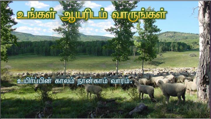 நல்ல ஆயன் நானே. நானும் என் ஆடுகளை அறிந்திருக்கிறேன்; என் ஆடுகளும் என்னை அறிந்திருக்கின்றன, என்கிறார் ஆண்டவர்.