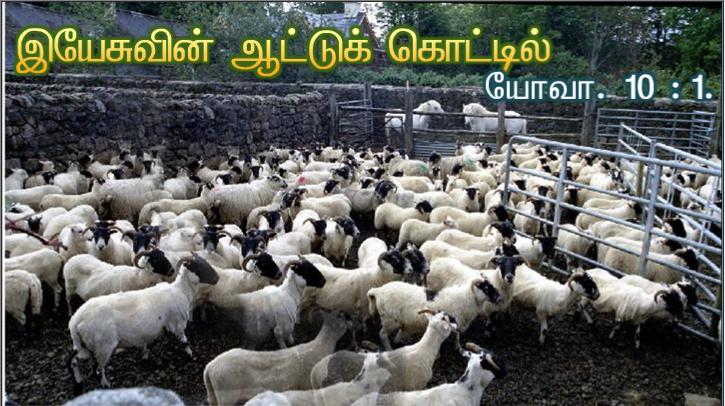 நல்ல ஆயன் நானே. நானும் என் ஆடுகளை அறிந்திருக்கிறேன்; என் ஆடுகளும் என்னை அறிந்திருக்கின்றன, என்கிறார் ஆண்டவர்.