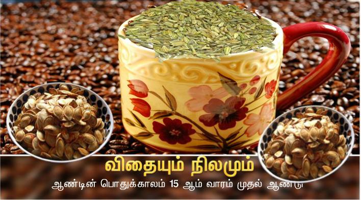 இறைவனின் வார்த்தையே விதை, அதை விதைப்பவர் கிறிஸ்துவே: அவரைக் கண்டடைபவர் எல்லாரும் என்றென்றும் நிலைத்திருப்பர்.